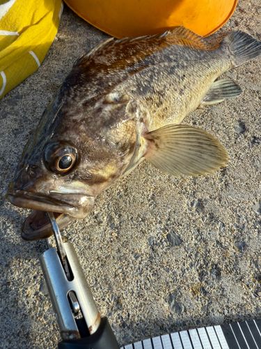 クロソイの釣果