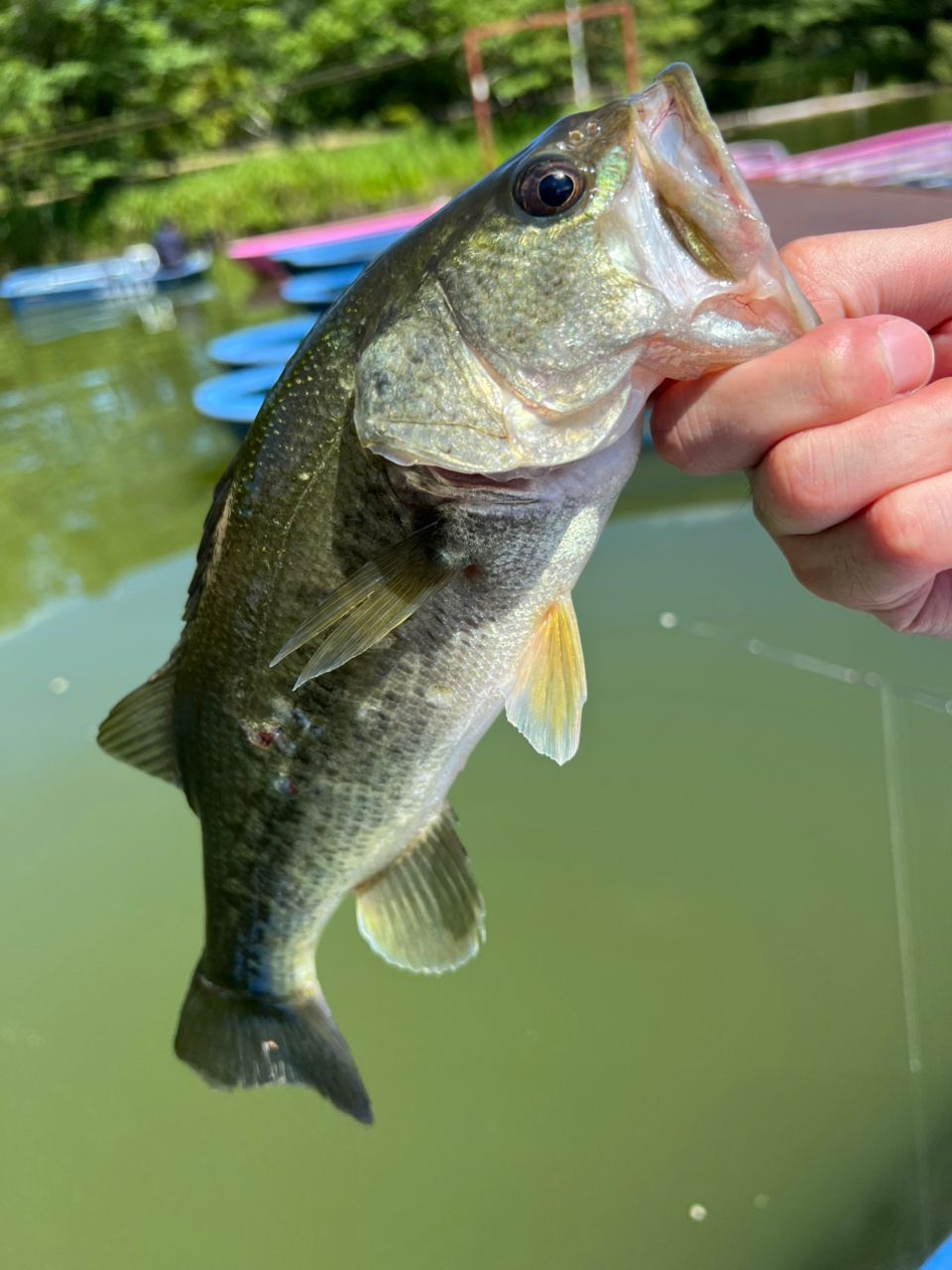 ラージマウスバス