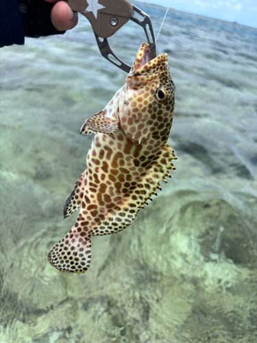 オジサンの釣果