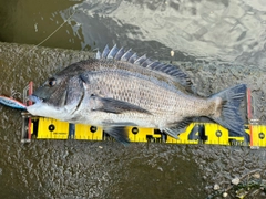 チヌの釣果