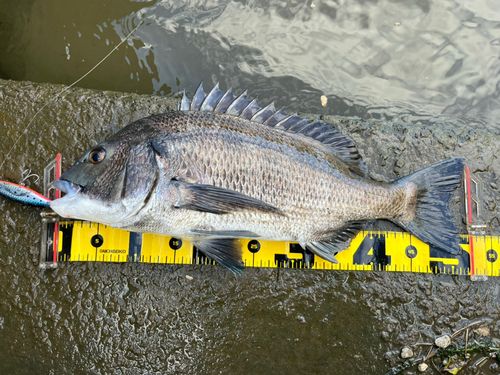 チヌの釣果