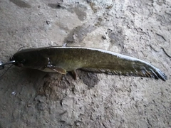 マナマズの釣果