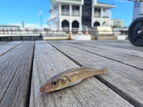 シロギスの釣果