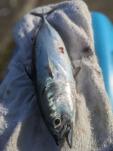 ヒラソウダの釣果