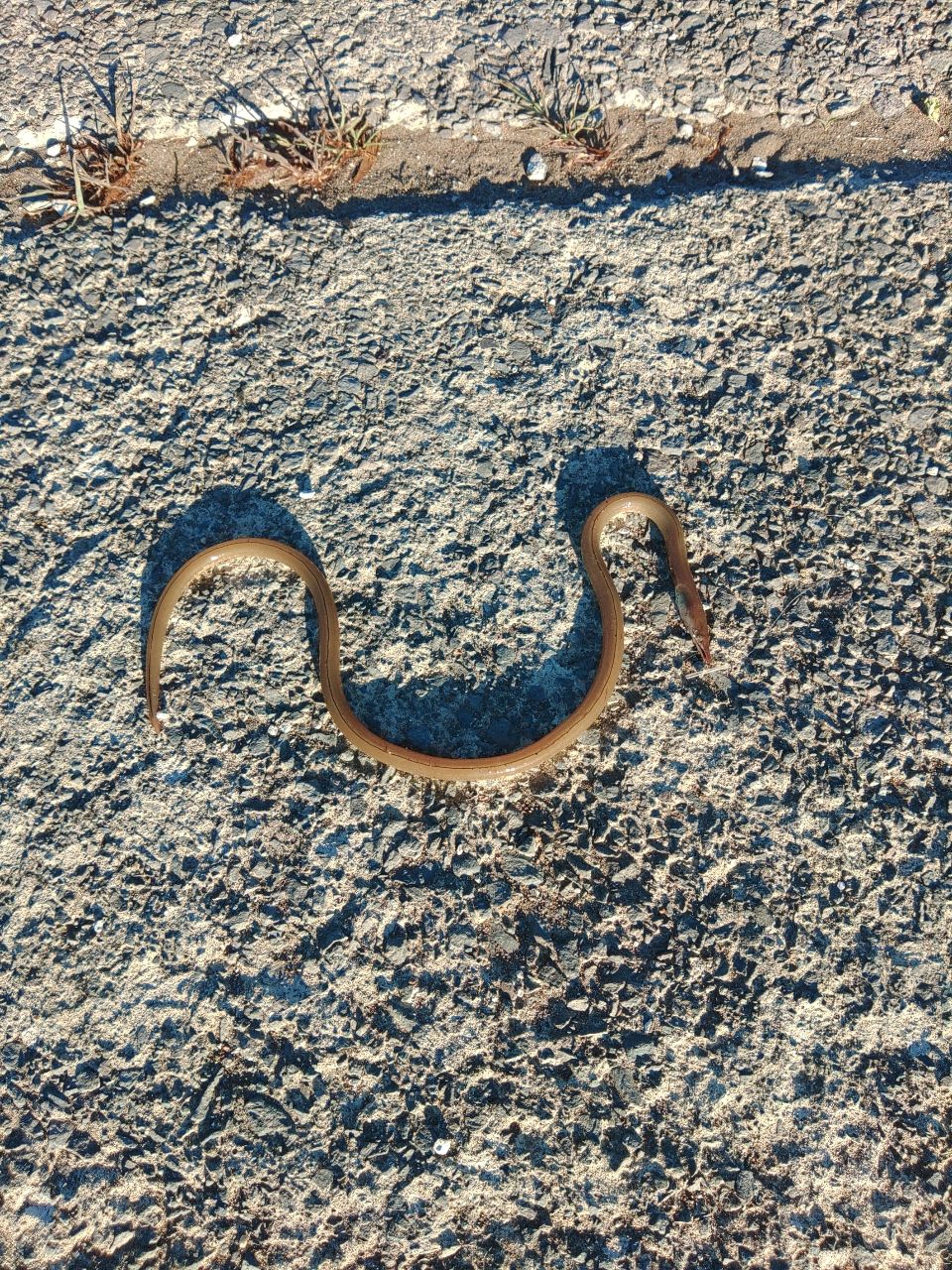 ダイナンウミヘビ