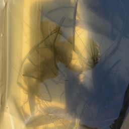テナガエビ