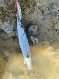 カマスの釣果