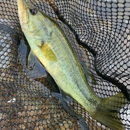 ラージマウスバス