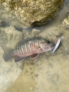 ゴマフエダイの釣果