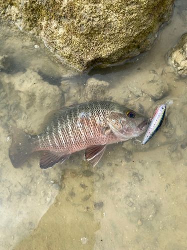 ゴマフエダイの釣果