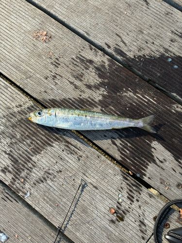 イワシの釣果