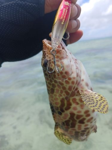 イシミーバイの釣果