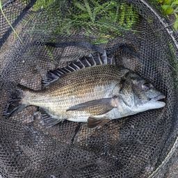 クロダイ