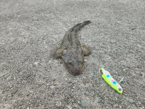 マゴチの釣果