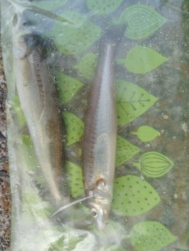 キスの釣果