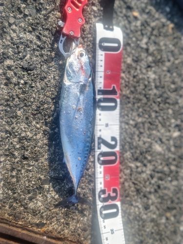 ソウダガツオの釣果