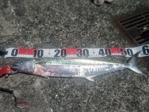 サゴシの釣果