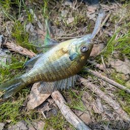 ブルーギル