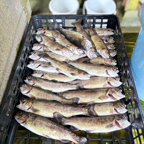 ニジマスの釣果