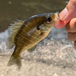 ブルーギル