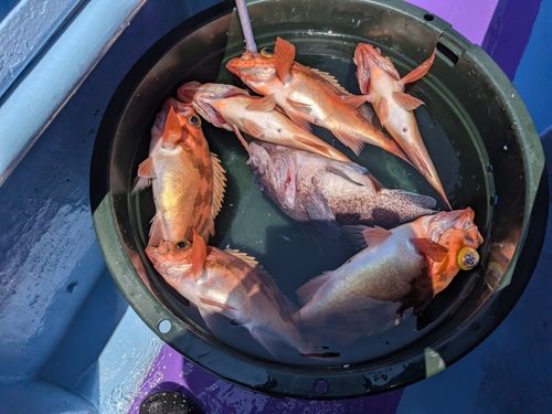 オキメバルの釣果