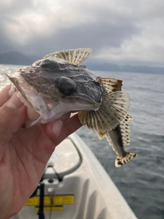 イネゴチの釣果
