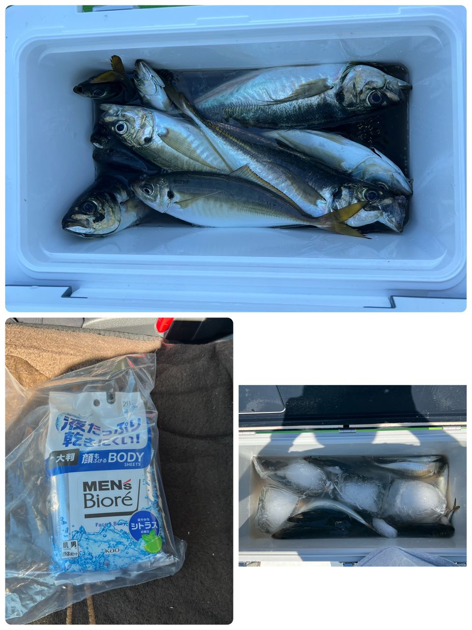 政信丸さんの釣果 3枚目の画像