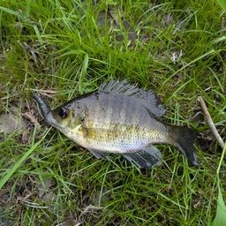 ブルーギル