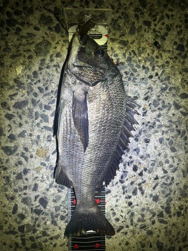 クロメバルの釣果