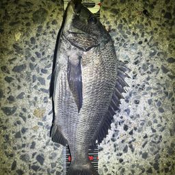 クロメバル
