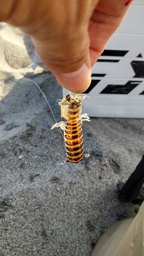シャコの釣果