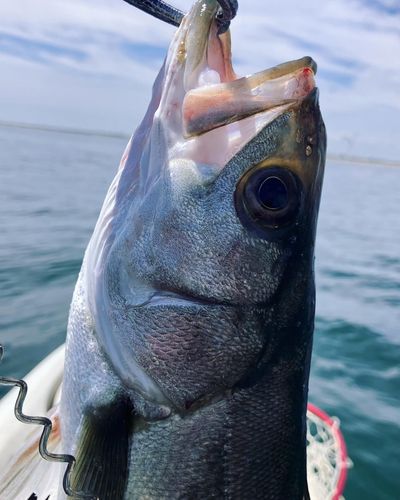 フッコ（マルスズキ）の釣果