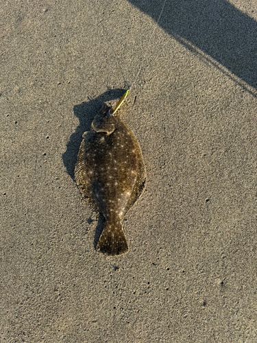 ソゲの釣果