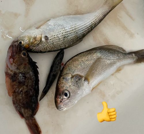 イシモチの釣果