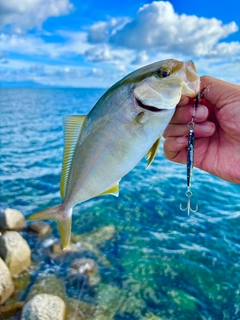 ネリゴの釣果
