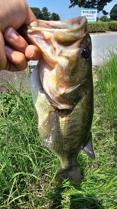 ラージマウスバスの釣果