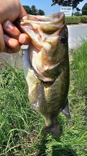 ラージマウスバスの釣果