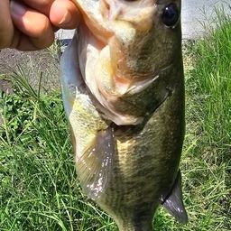 ラージマウスバス