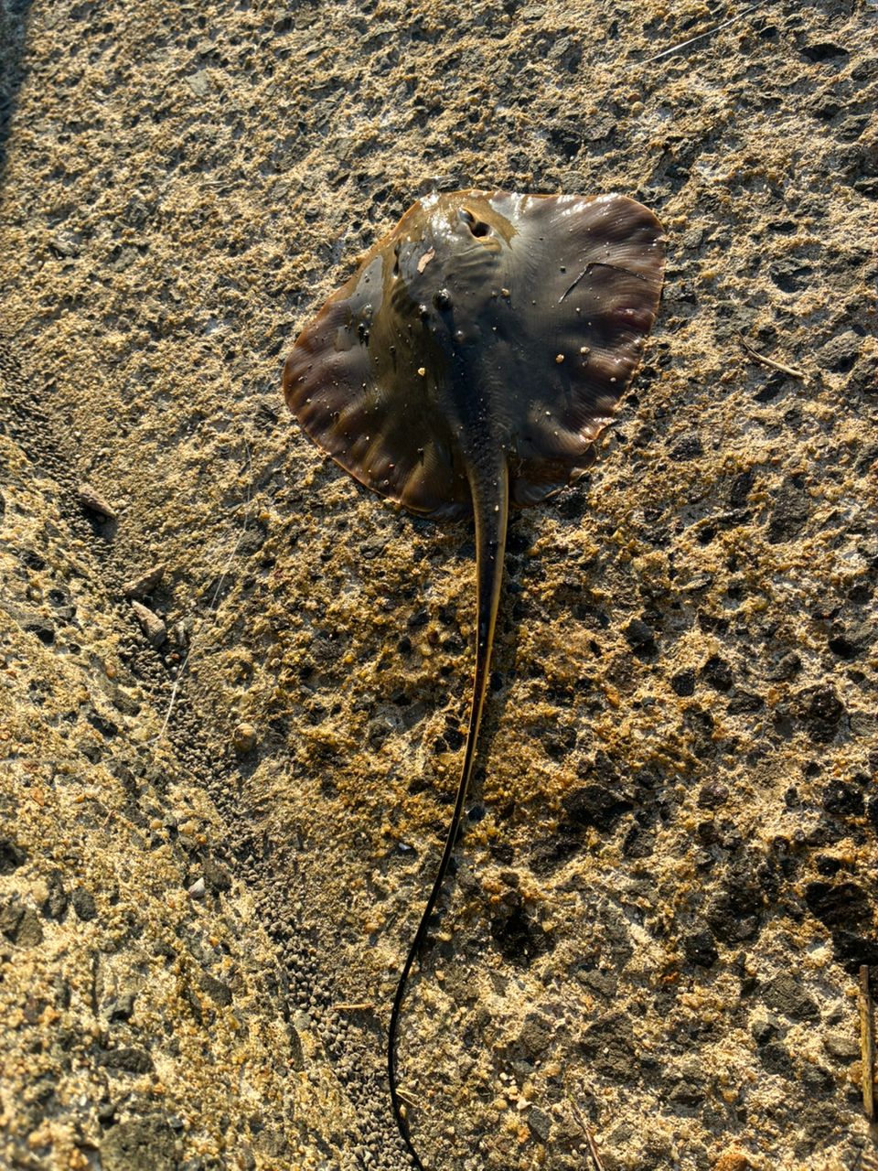 キス
