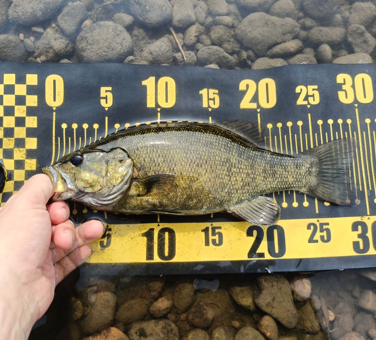 スモールマウスバス