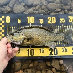 スモールマウスバス