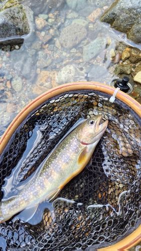 イワナの釣果