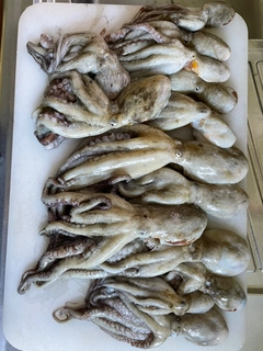 マダコの釣果
