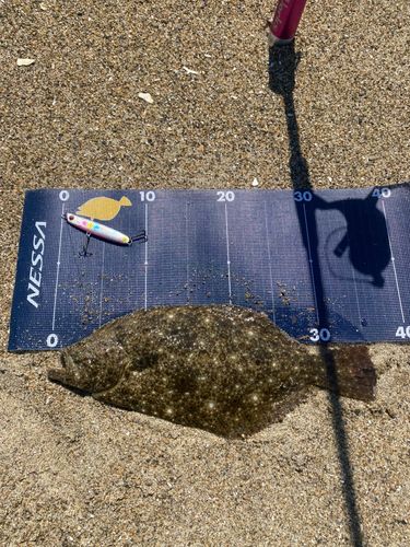 ソゲの釣果
