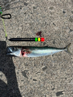 サバの釣果