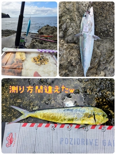 シイラの釣果