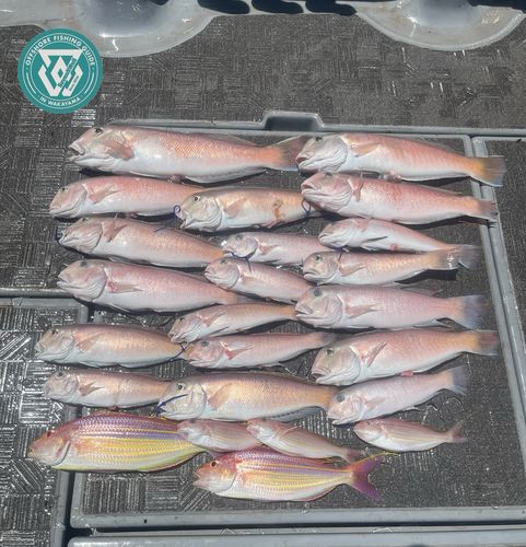 シロアマダイの釣果