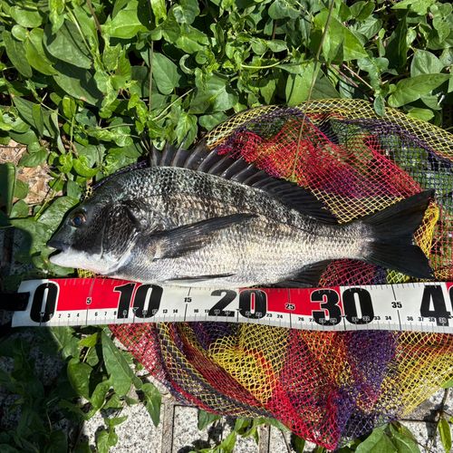 クロダイの釣果
