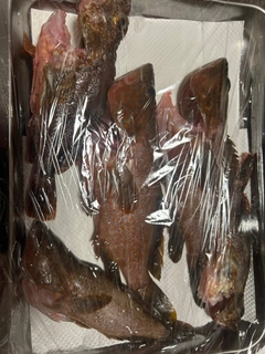 キジハタの釣果