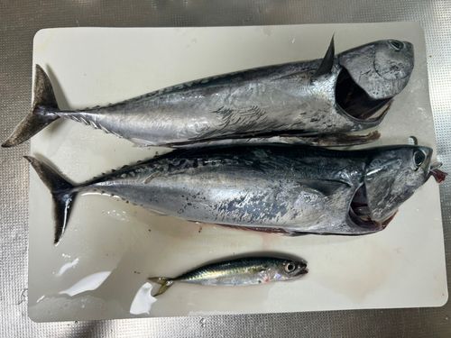 ソウダガツオの釣果
